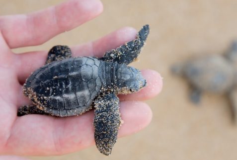 Kosgoda Turtle Hatchery