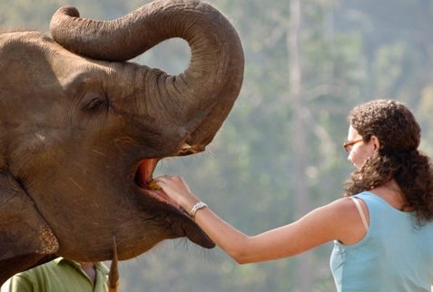 Pinnawala Elephant Orphanage