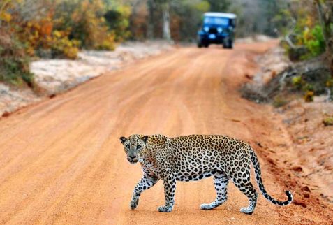 Yala National Park