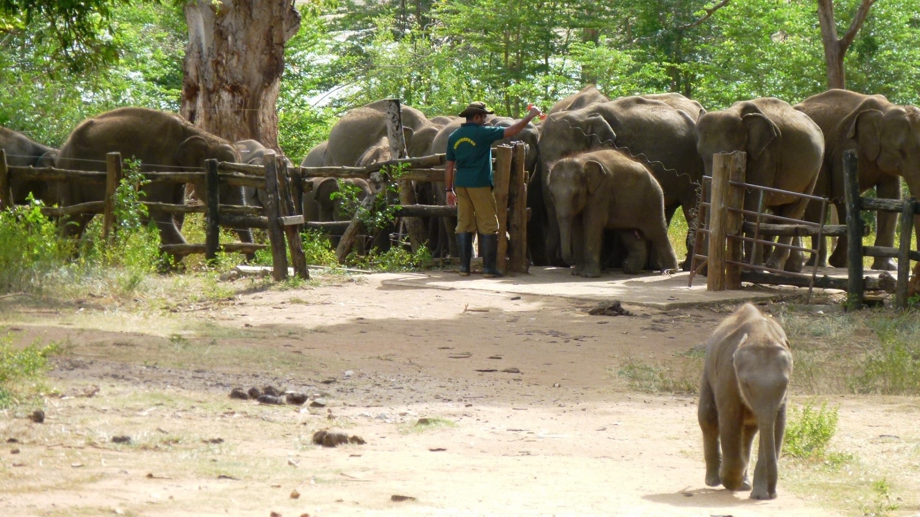 Udawalawe Elephants Safari