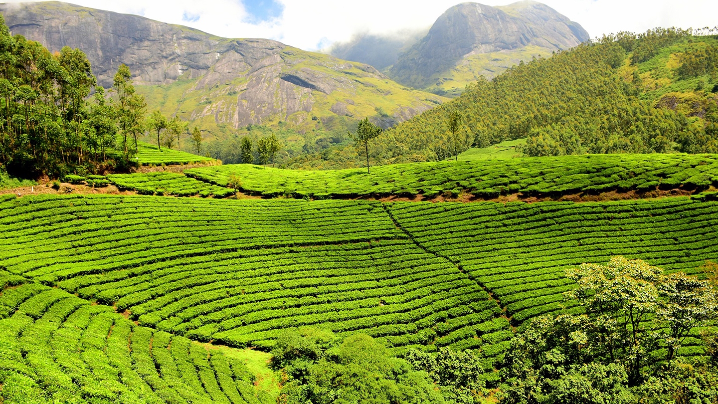 Nuwara Eliya Tea Country