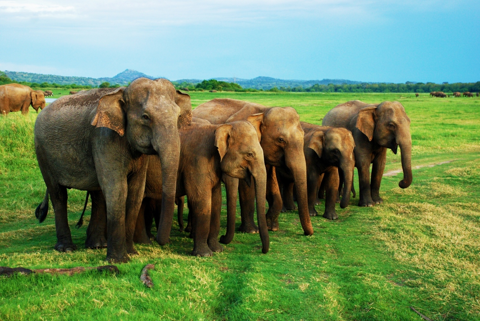 Wilpattu National Park Day Tour