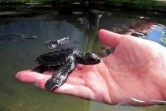 Turtle-Hatchery-Farm Turtle-Hatchery-Farm